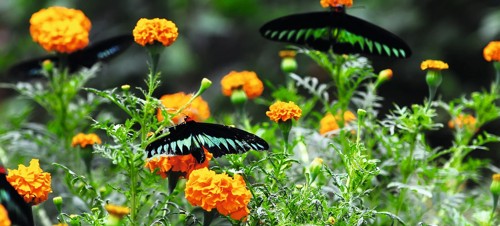 Magic of Life Butterfly House, Rheidol Valley