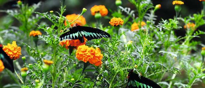 Magic of Life Butterfly House, Rheidol Valley