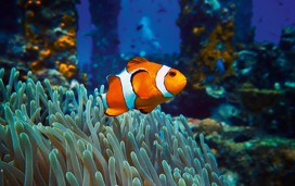 A clownfish at Lakes Aquarium.