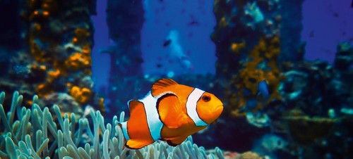 6. Skegness Aquarium