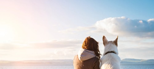 14. Visit dog-friendly attractions 