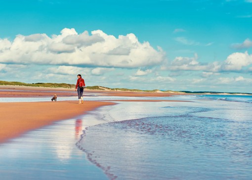 Dog-friendly beaches in Northumberland