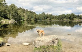 Tarn Hows walk, Coniston
