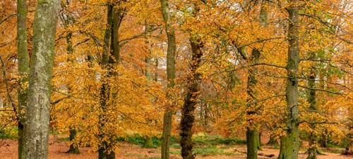 9. Exmouth to Woodbury Castle