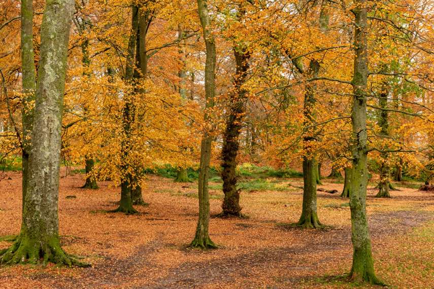 9. Exmouth to Woodbury Castle