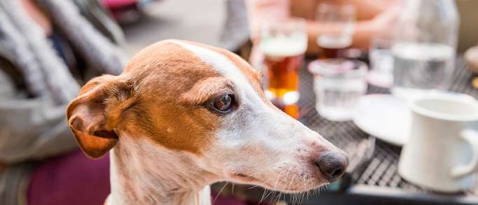 Dog-friendly restaurants and bars 