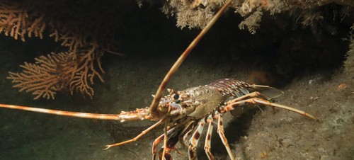 1. National Lobster Hatchery 