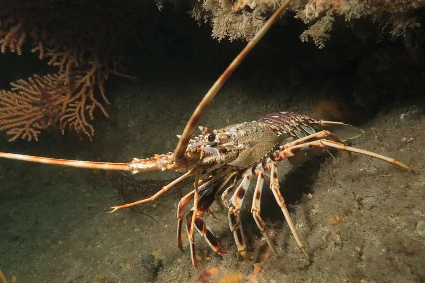 1. National Lobster Hatchery 