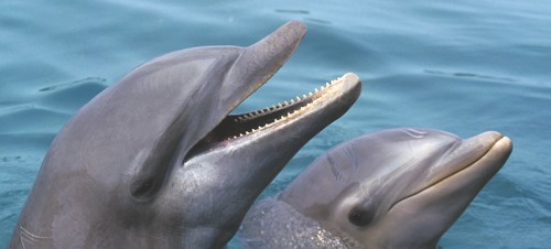 Offshore Island Dolphin Voyage