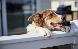 Dog on the deck