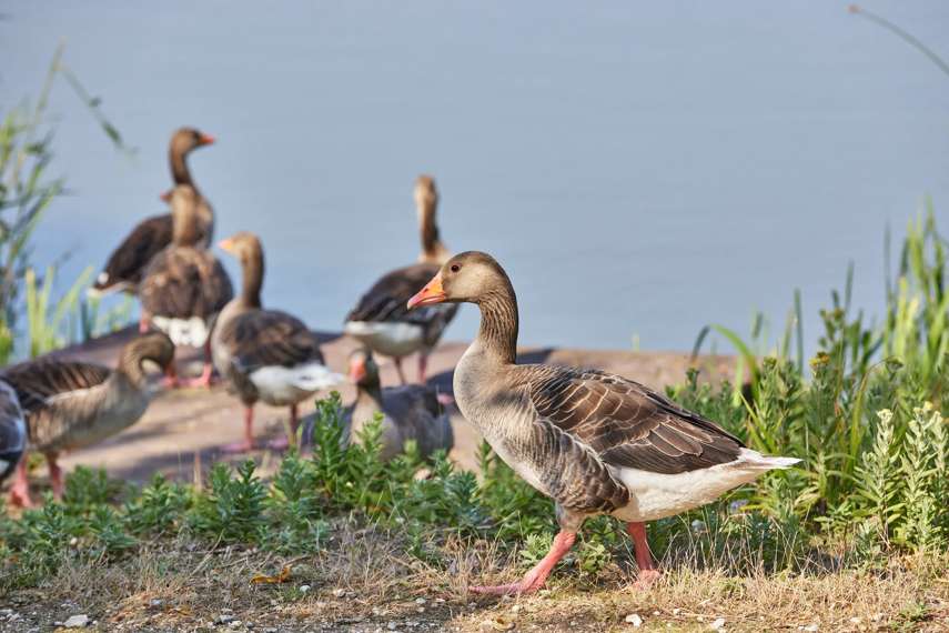 Thornwick Bay, Yorkshire