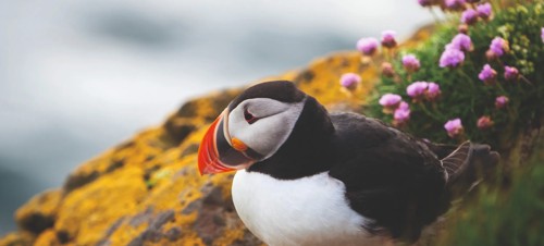 Skomer Island