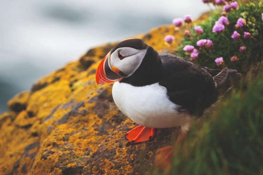 Skomer Island