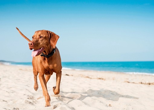 Dog-friendly beaches in Essex
