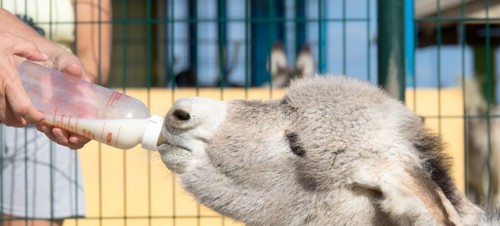 5. Radcliffe Donkey Sanctuary 