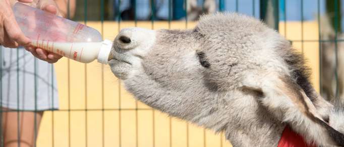 5. Radcliffe Donkey Sanctuary 