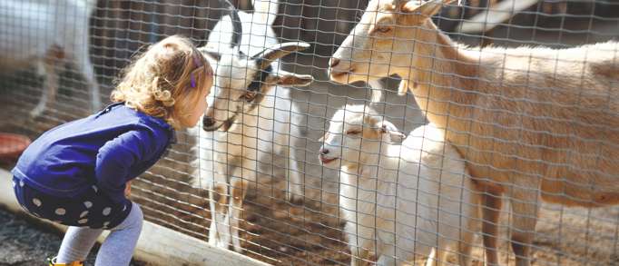 Fantasy Farm Park 