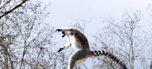 5. Lemur Landings, Poole