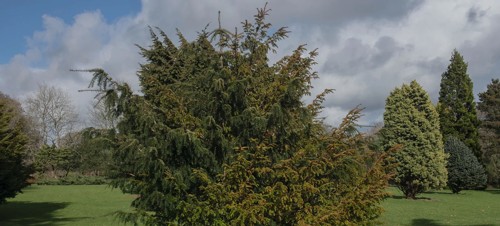 4. Pinetum Gardens 