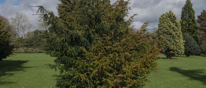 4. Pinetum Gardens 