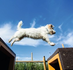 Dog-friendly beaches, dining and activities