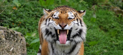 12. Dartmoor Zoo