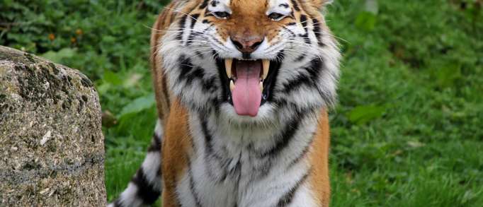 12. Dartmoor Zoo