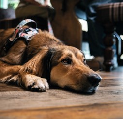 Bring your pooch along