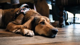 A water bowl will be provided for your pooch