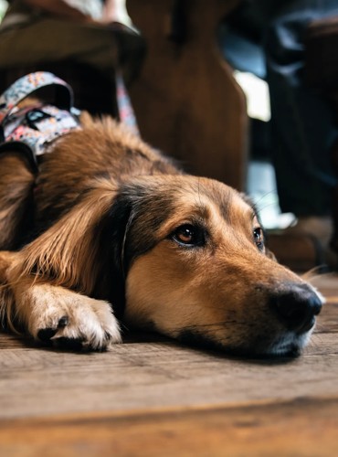 Dog-friendly dining