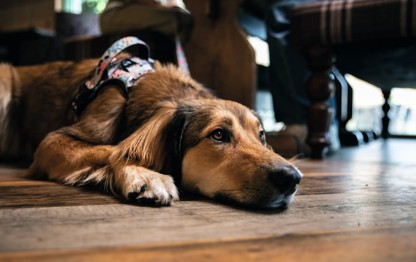A water bowl will be provided for your pooch