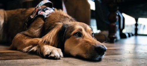 A water bowl will be provided for your pooch