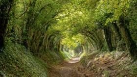 Best walks in Chichester  
