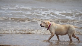 Why Skegness is perfect for a dog-friendly holiday 