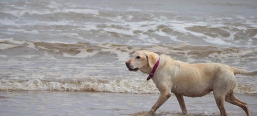 Why Skegness is perfect for a dog-friendly holiday 