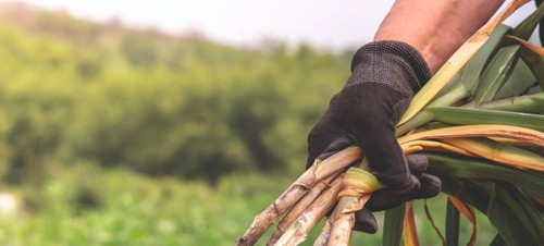 7. Garlic Farm 