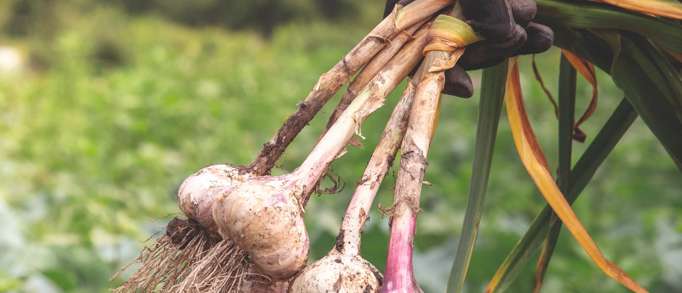 7. Garlic Farm 