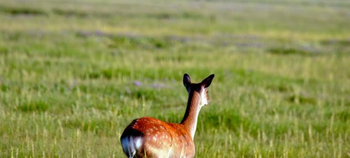 4. Arne, RSPB Nature Reserve