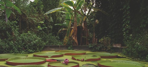 9. Ventnor Botanic Garden 