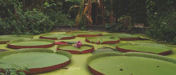9. Ventnor Botanic Garden 