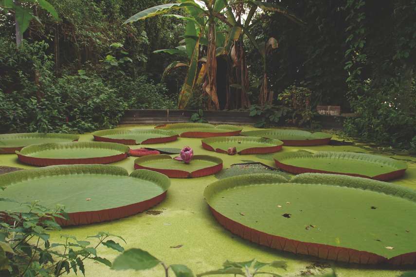 9. Ventnor Botanic Garden 