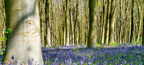 The King's Wood Sculpture Trail Walk, Challock