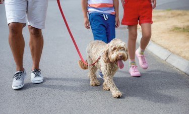 Dog Friendly Holidays in Blackpool