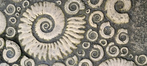 9. Take a Fossil Walk and visit the Lyme Regis Museum 