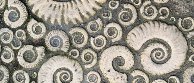 9. Take a Fossil Walk and visit the Lyme Regis Museum 
