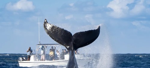 Go Whale Watching in Whitby