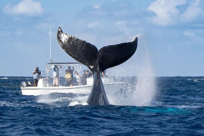 Go Whale Watching in Whitby