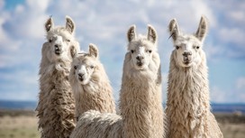 Llamas ready for your visit!