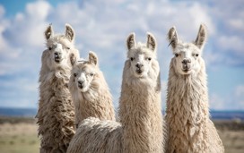 Llamas ready for your visit!