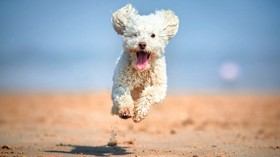 Dog on beach